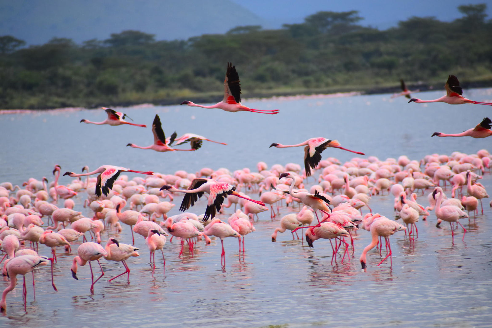 Guided Bird Walk