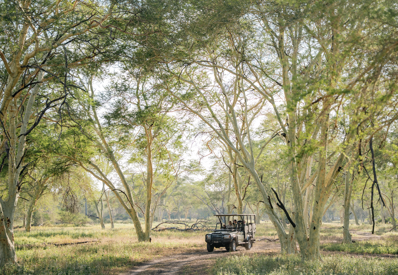 Guided Safari Drives