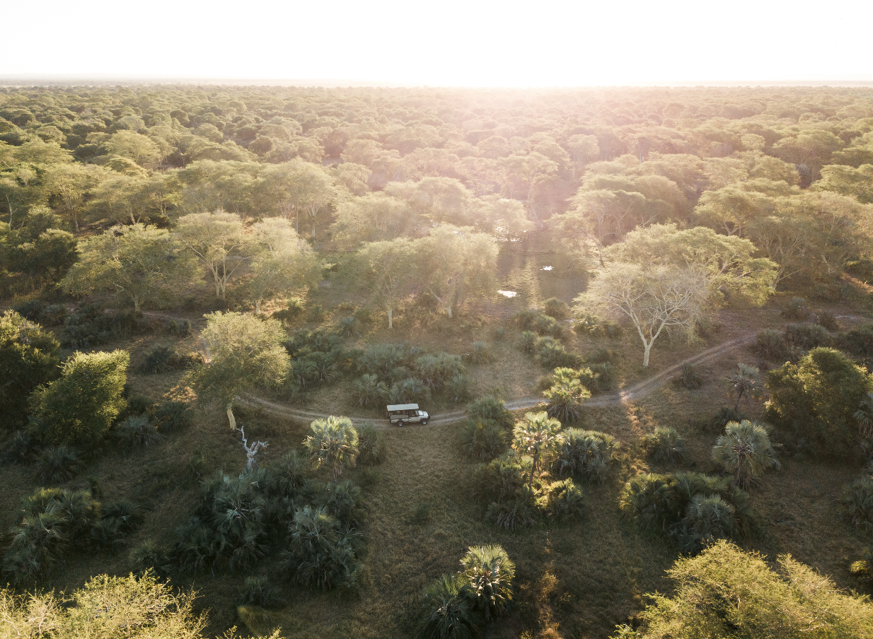 Guided Safari Drives