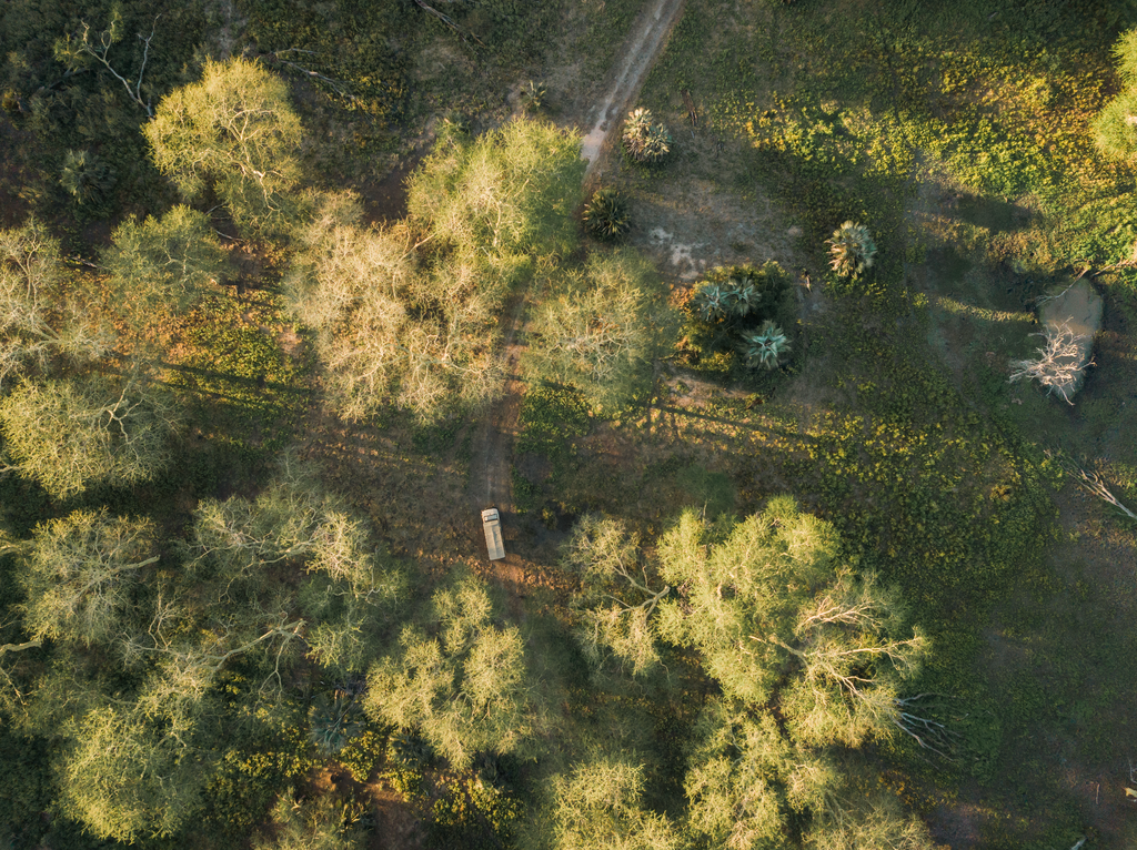 Guided Safari Drives