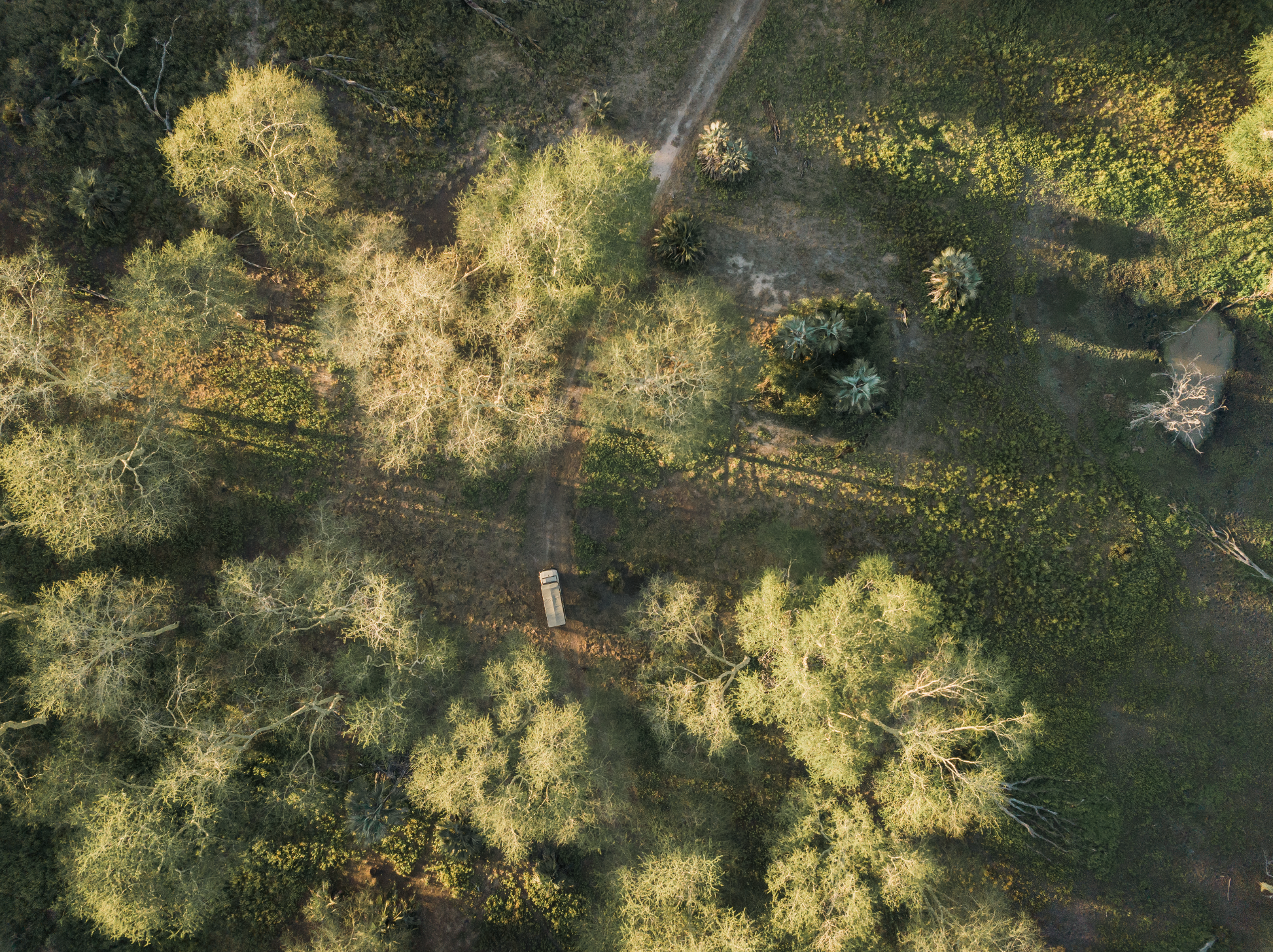 Guided Safari Drives