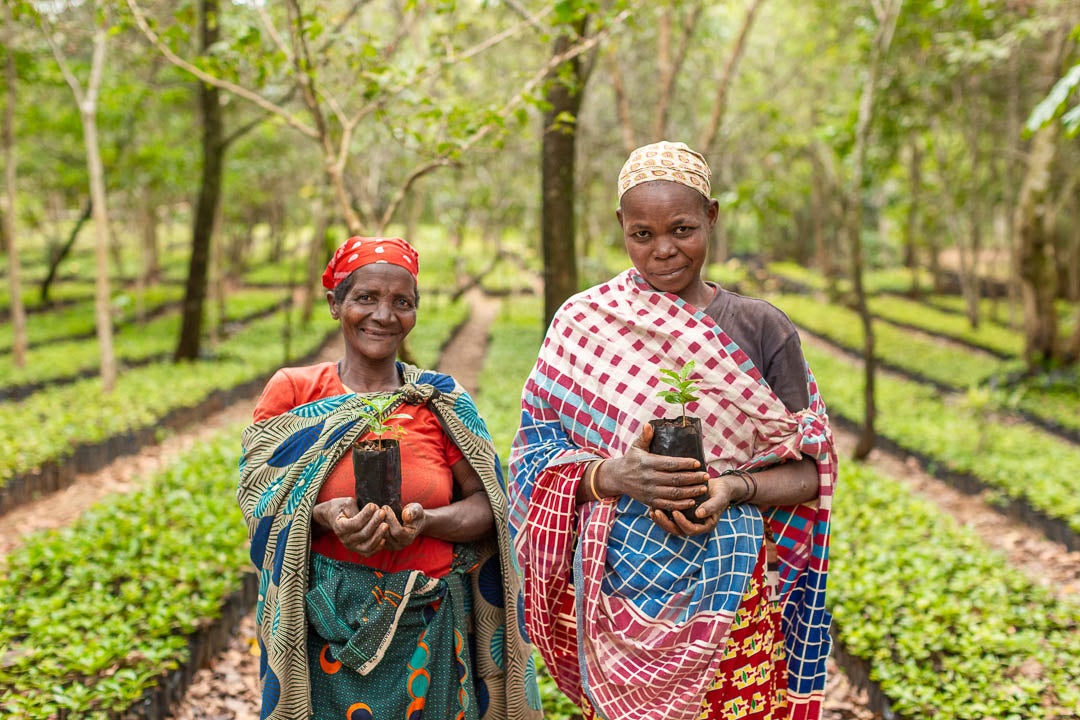 Mount Gorongosa & Coffee Plantation Tour