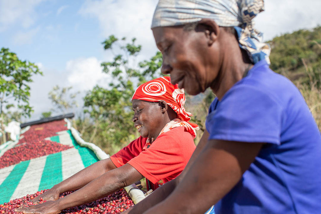 Mount Gorongosa & Coffee Plantation Tour