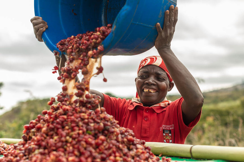 Mount Gorongosa & Coffee Plantation Tour