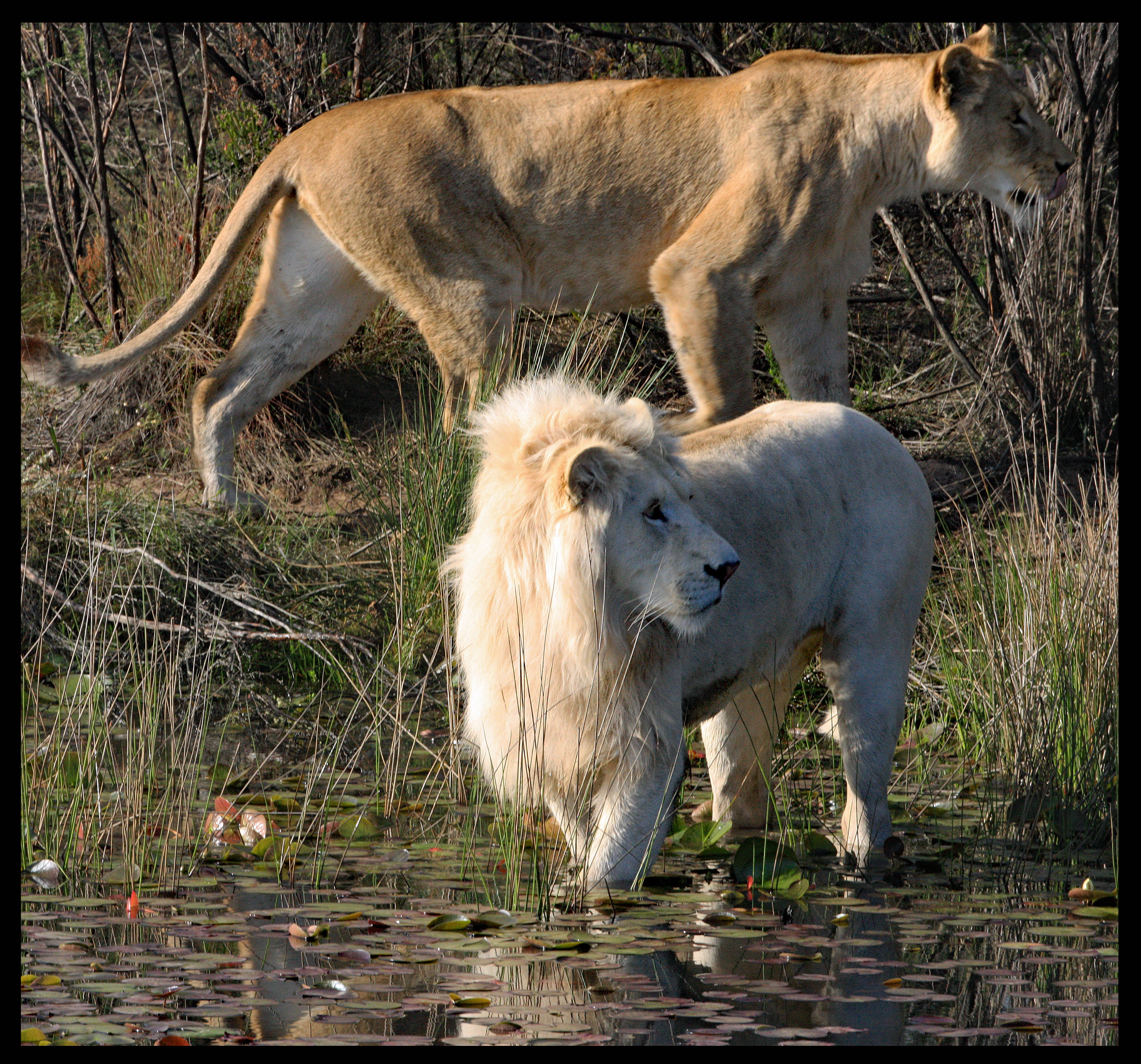 Lions by Dam at Tenikwa Wildlife