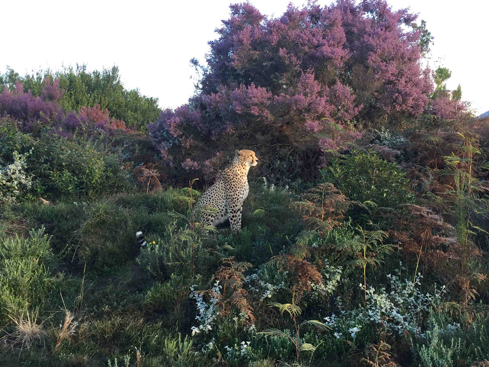 Cheetah by Tenikwa Fynbos