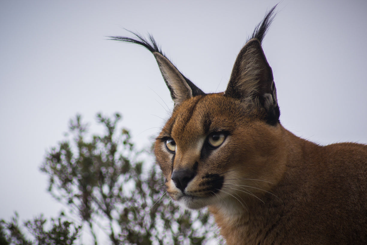 Caracal at Tenikwa Wildlife