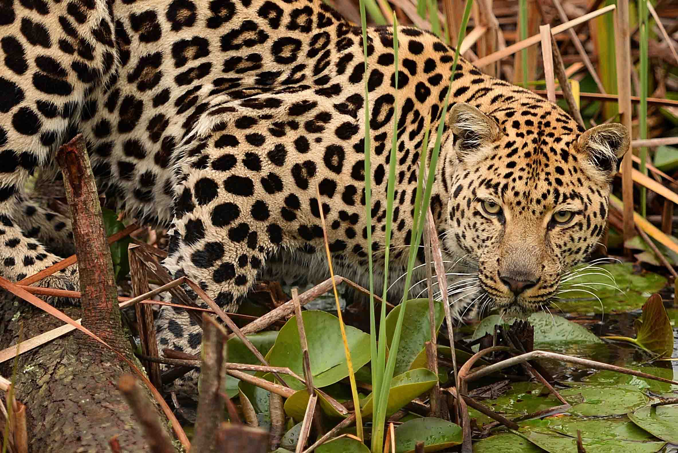 Leopard by Dam at Tenikwa Wildlife
