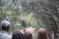 Cheetah Walking in Fynbos
