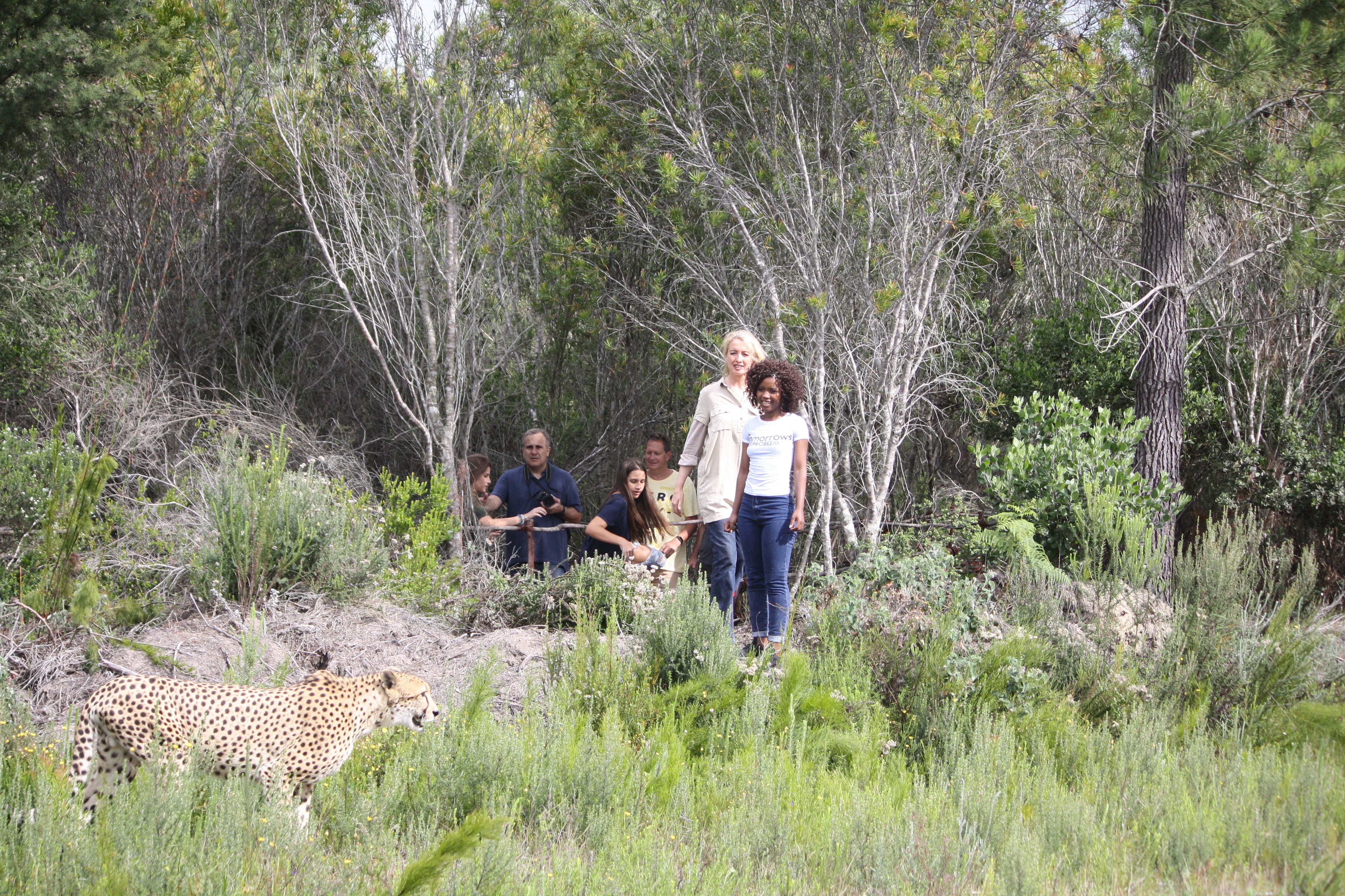 Cheetal Walking in Fynbos Forests