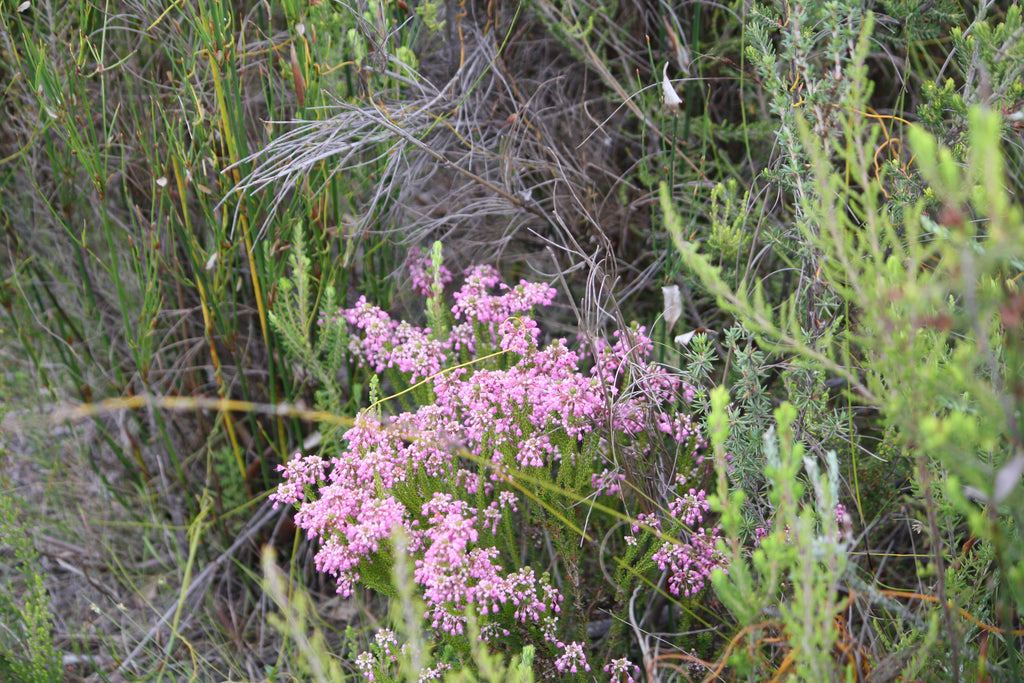 Fynbos