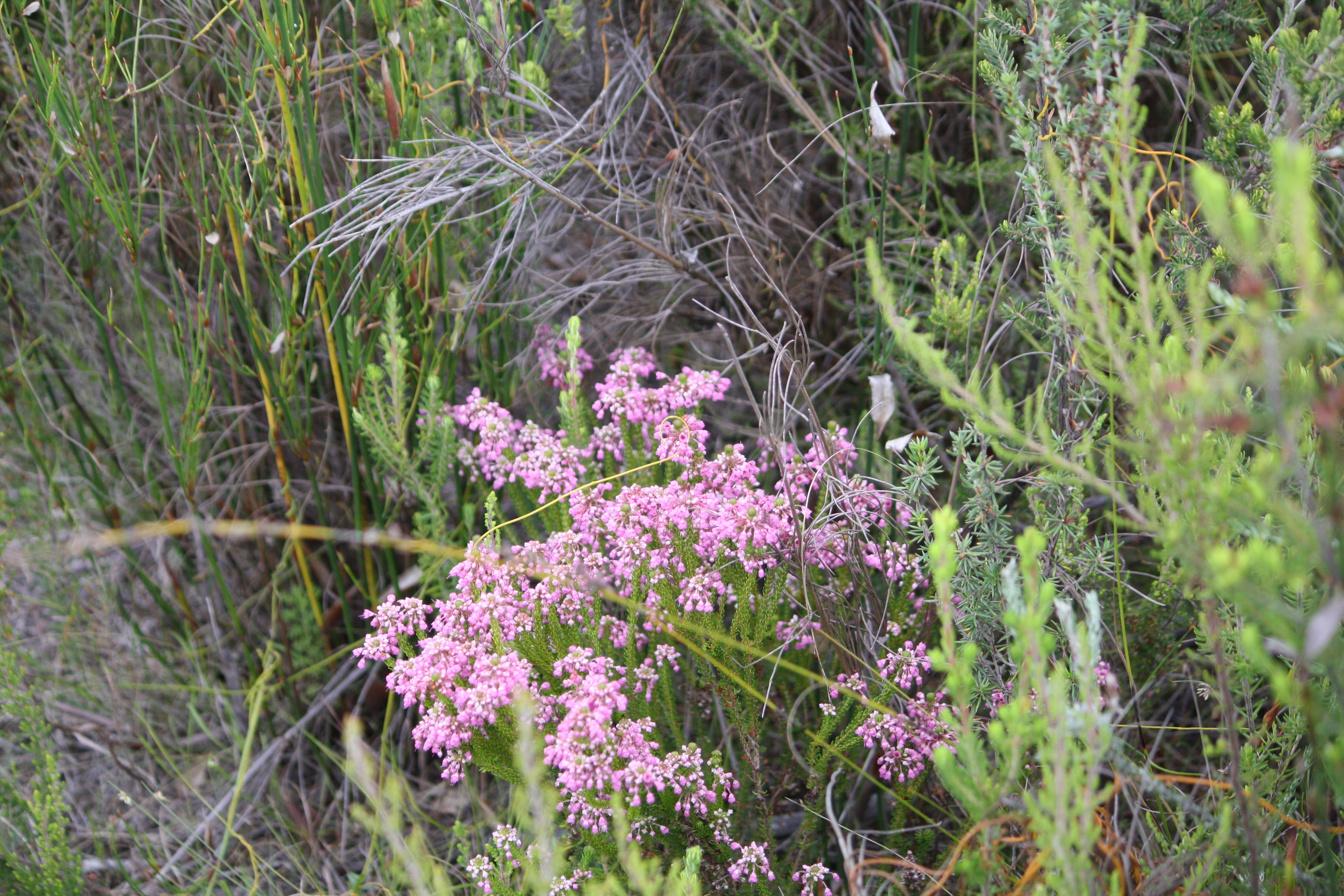 Fynbos