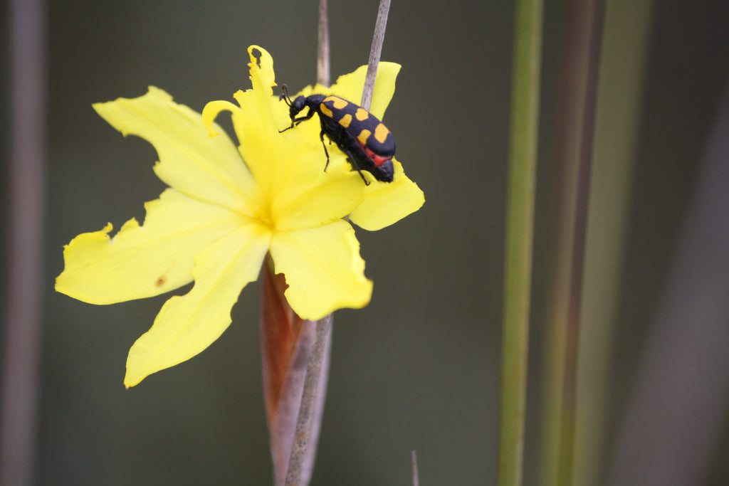 Symbiotic Relationship between plants and wildlife