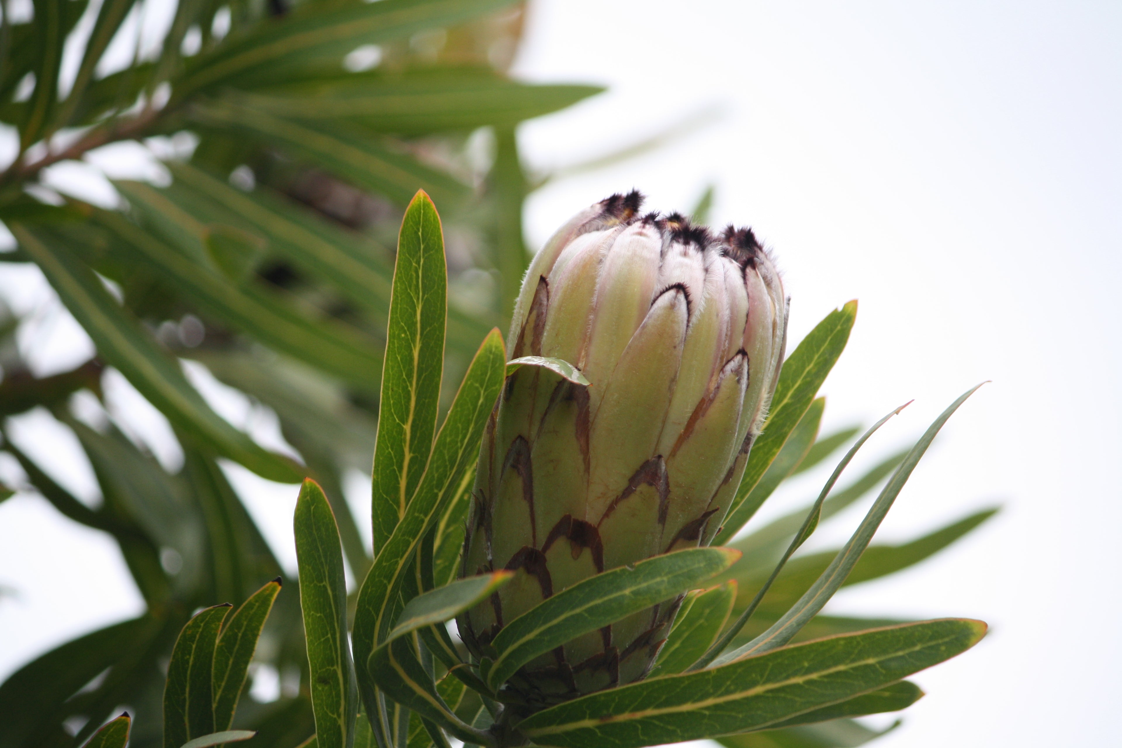 King Protea