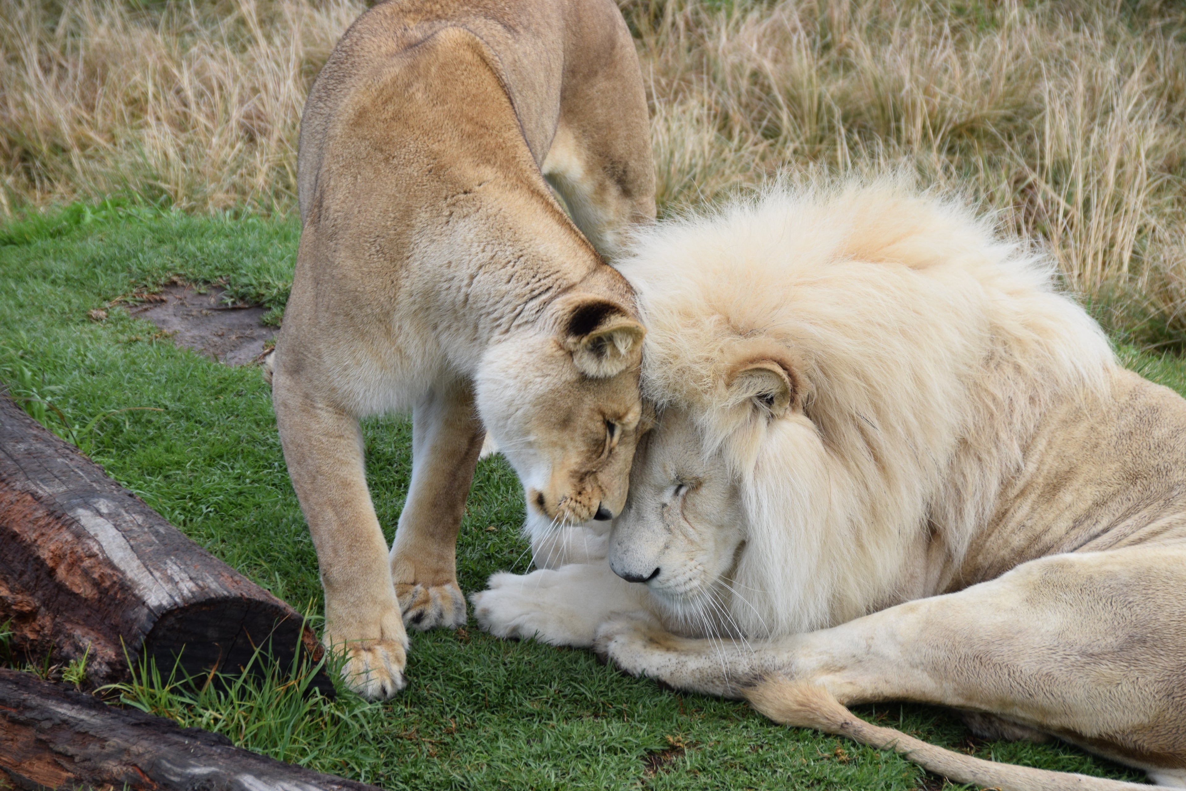 White Lion and Lioness