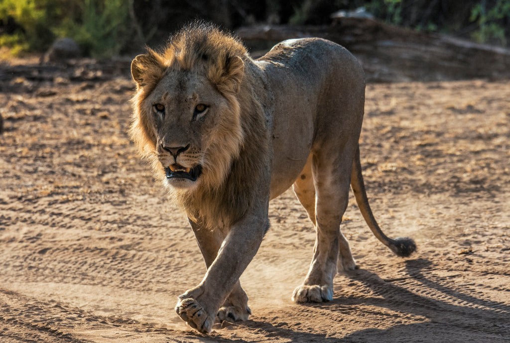 Game drive