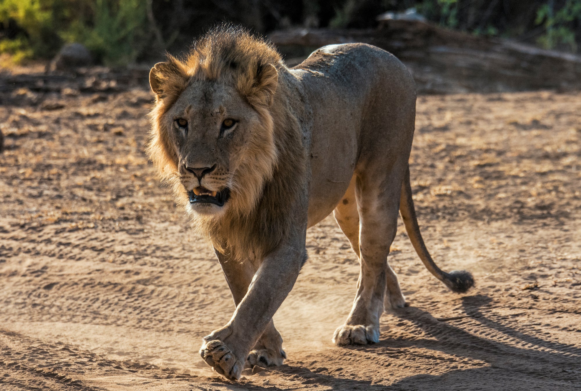 Game drive