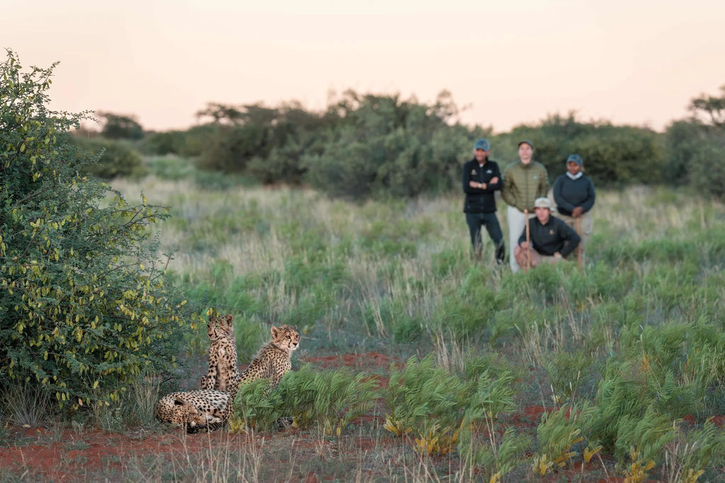 Immersive bush walks at Motse, Tswalu, Tswalu, South Africa.