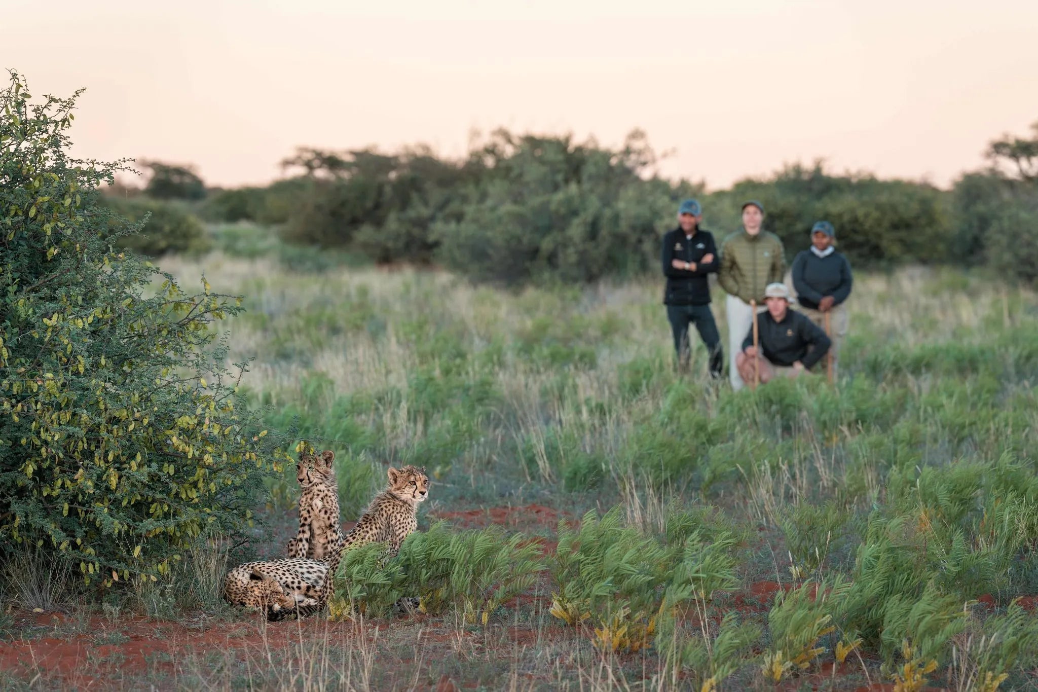Immersive bush walks at Motse, Tswalu, Tswalu, South Africa.