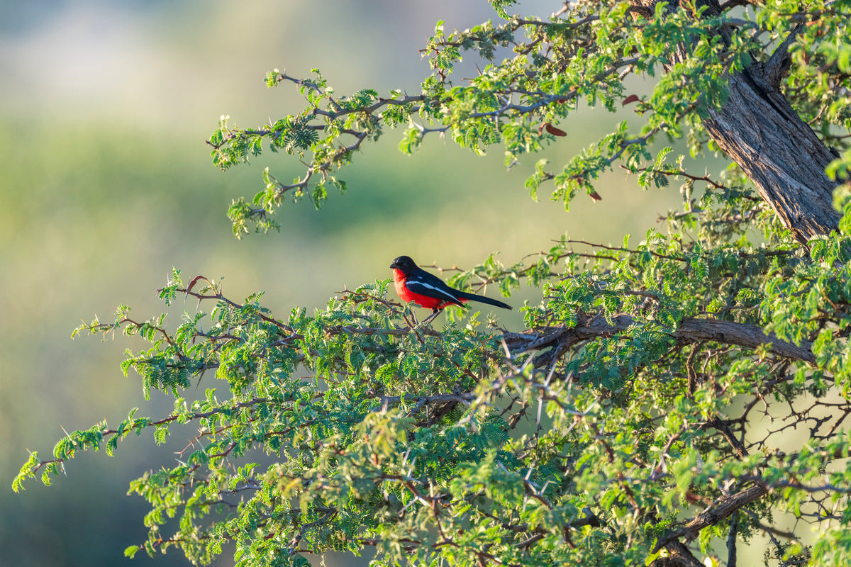Birding