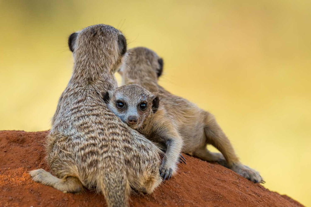 Meerkats Encounters