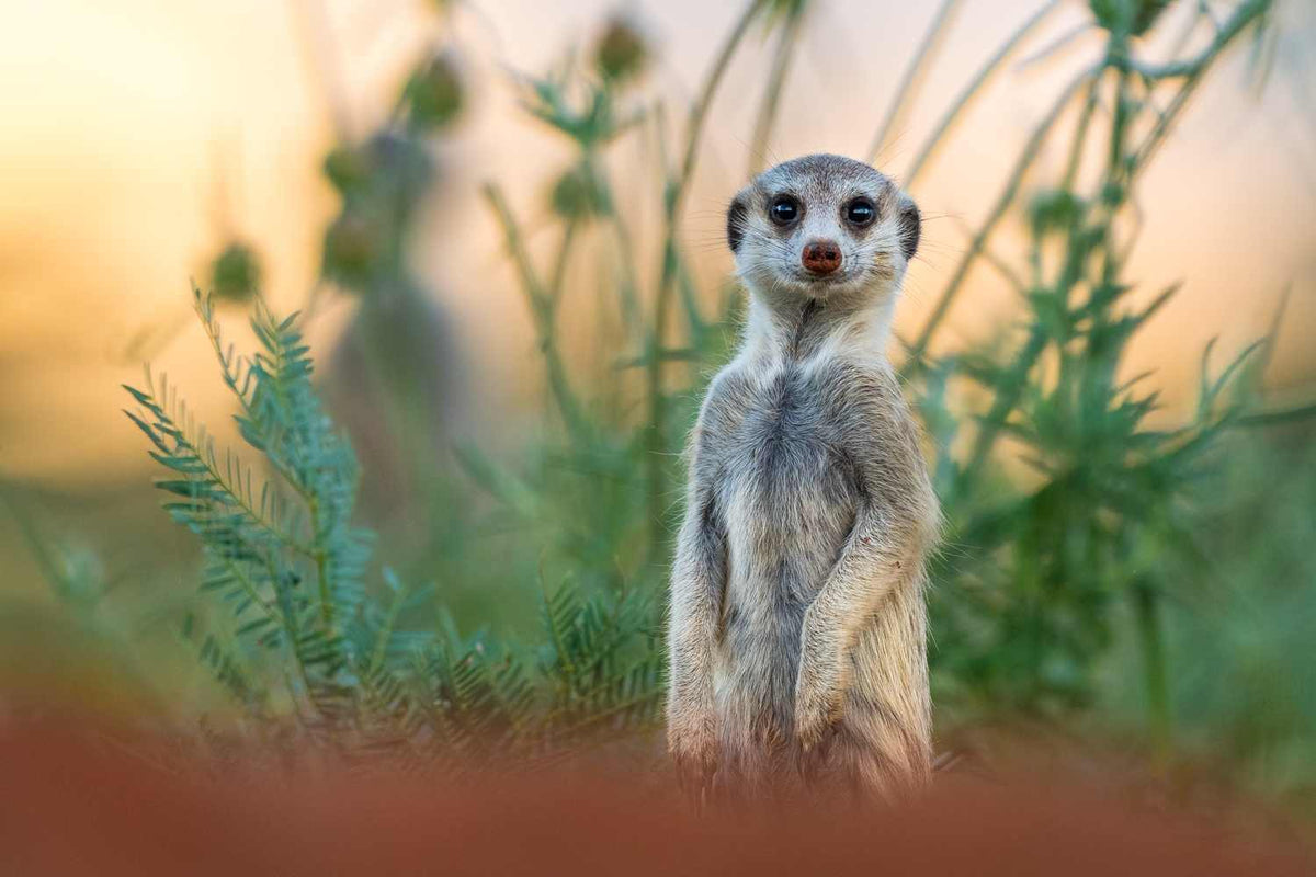 Meerkats Encounters