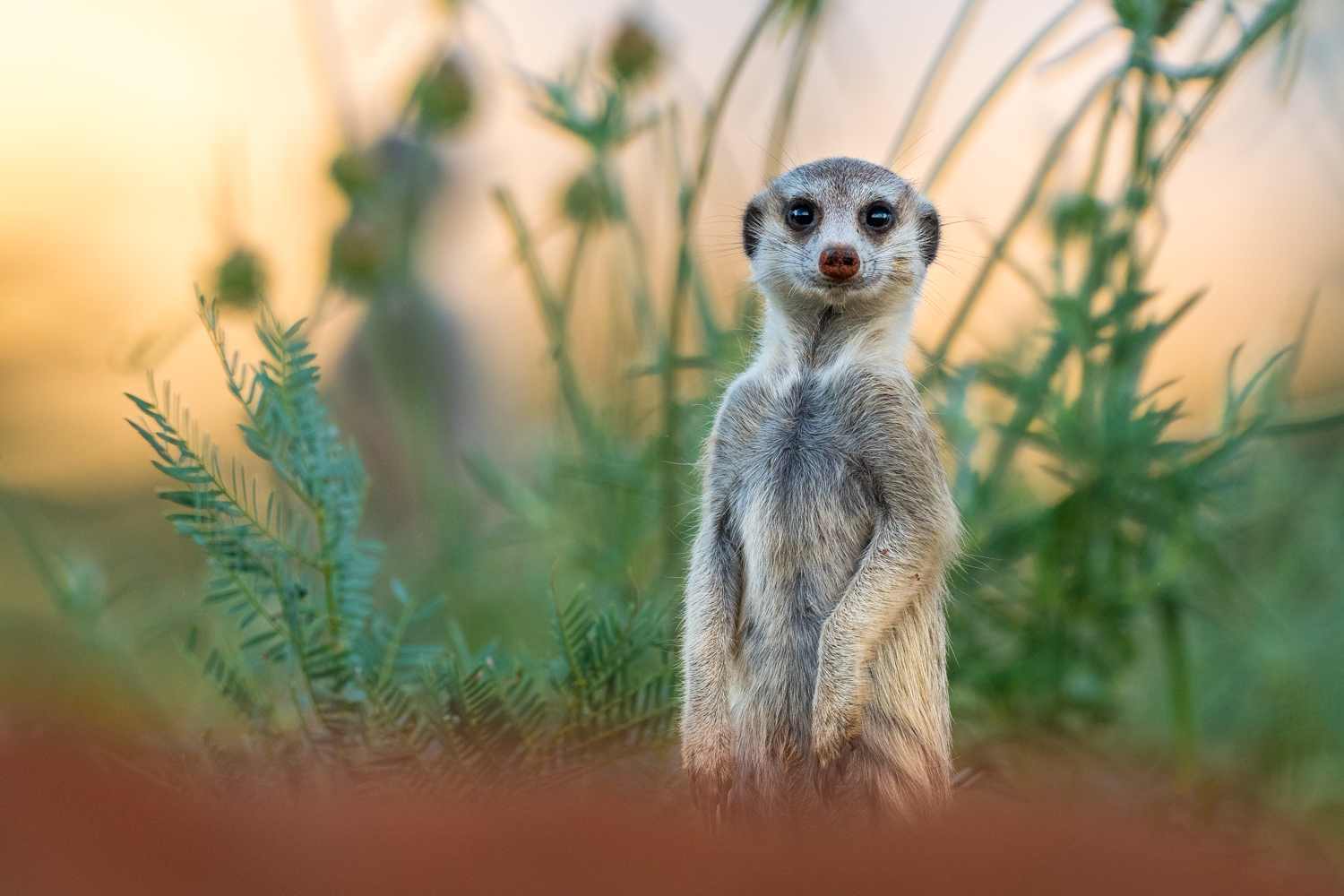 Meerkats Encounters