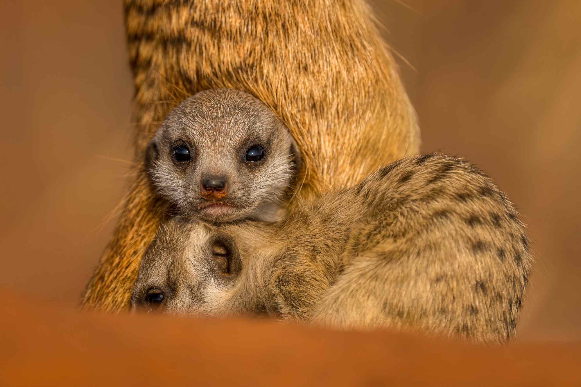 Meerkats Encounters