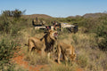 Photographic Safari 