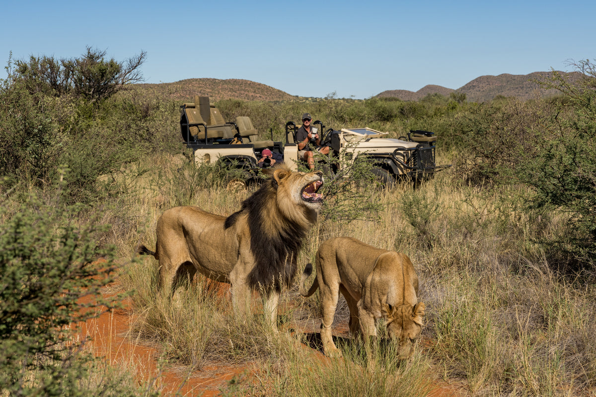 Photographic Safari