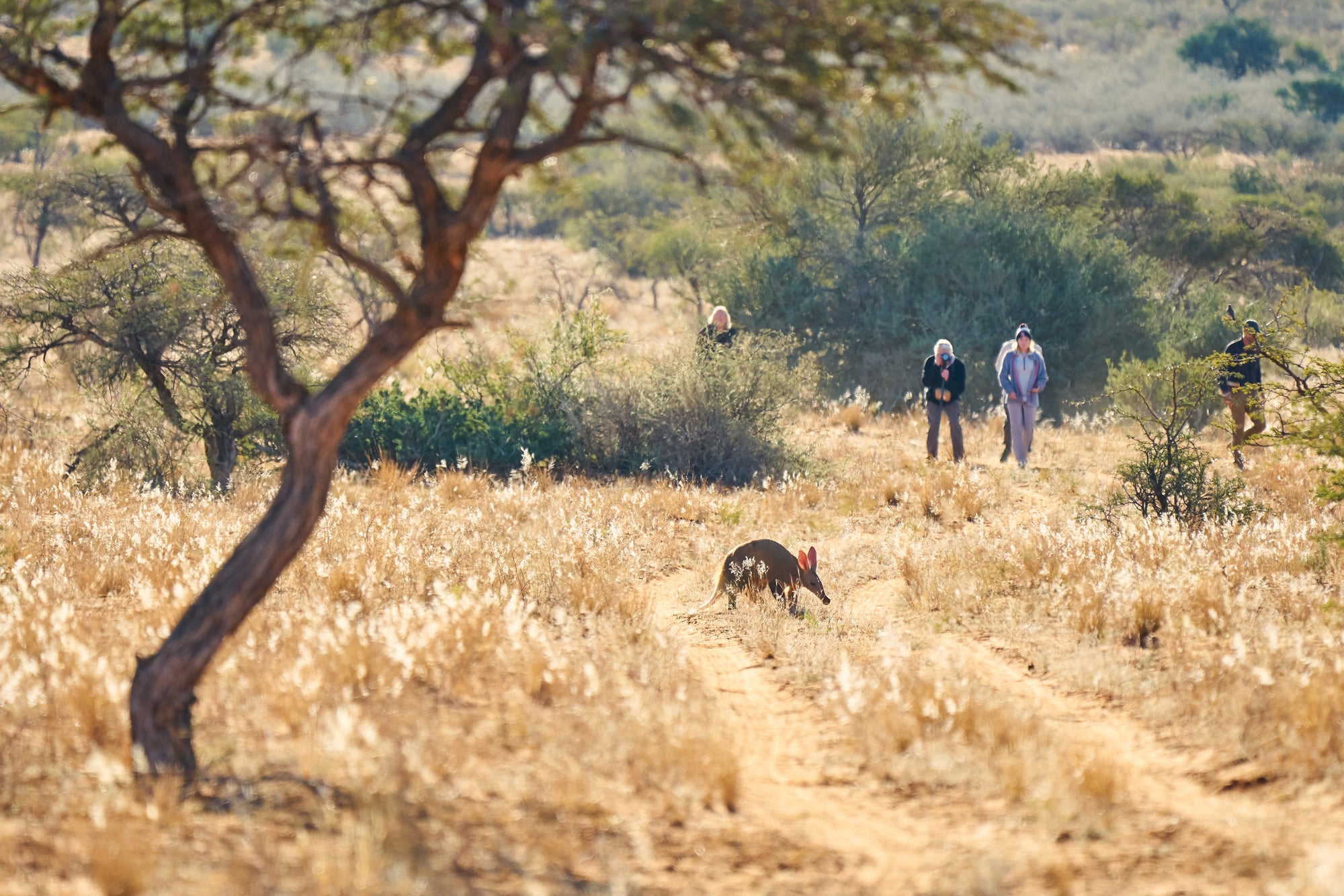 Immersive Bush Walks