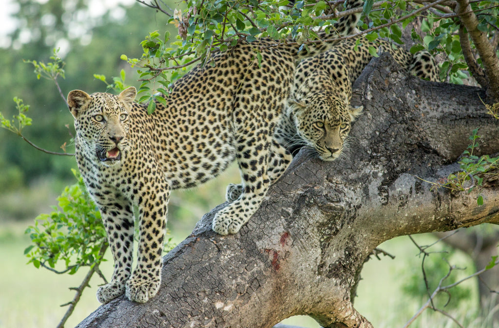 Female Leopard & sub adult male cub