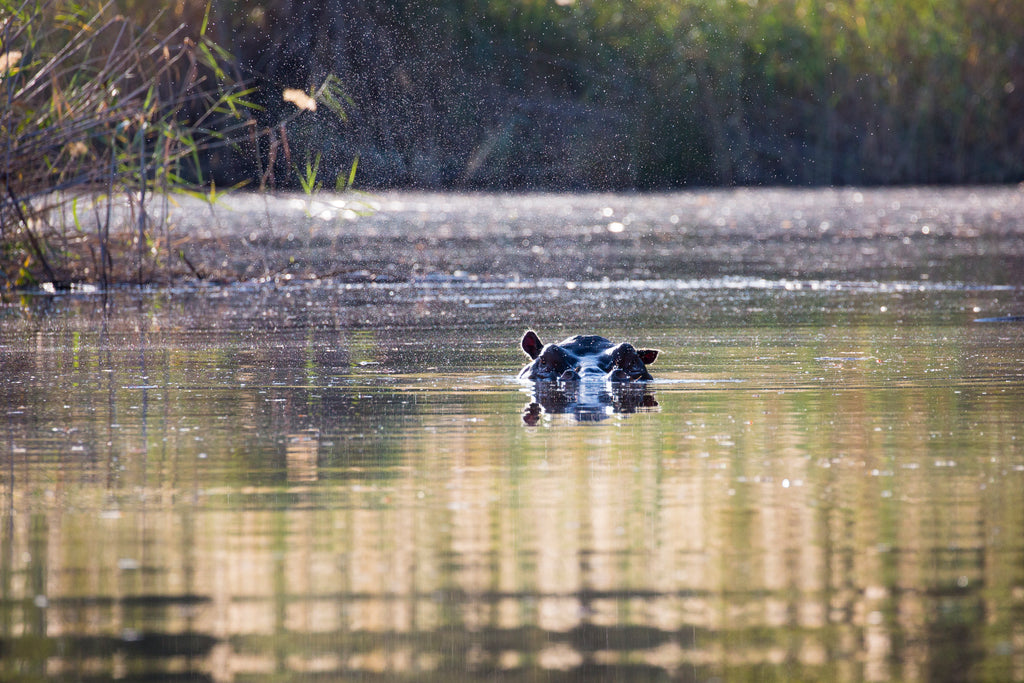 Namushasha River Lodge