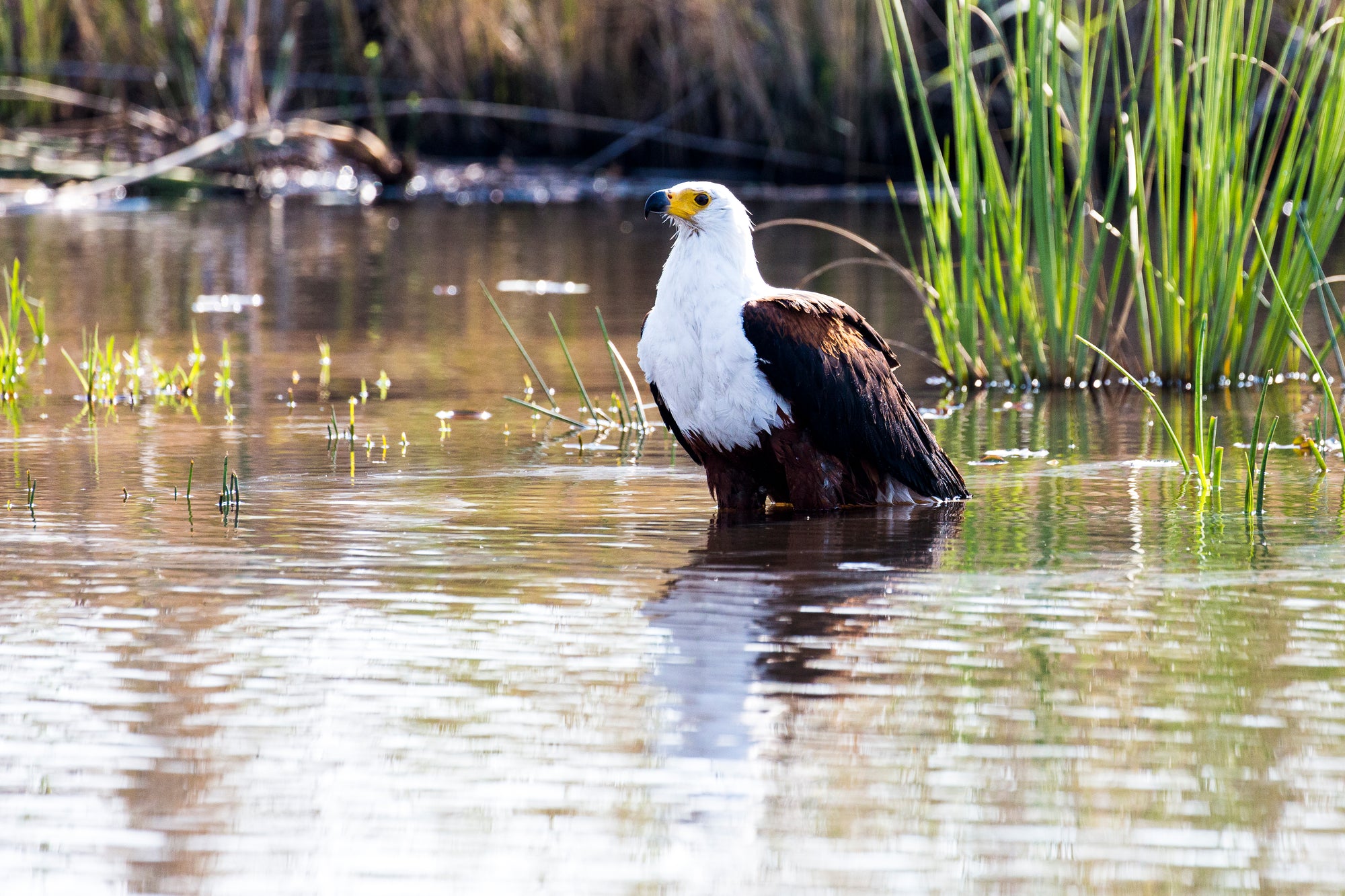 Namushasha River Lodge