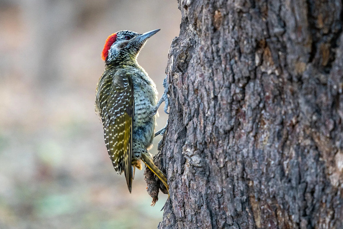 Wilderness Little DumaTau – Birding