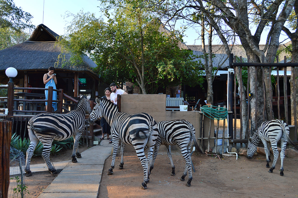 Pan African Safari