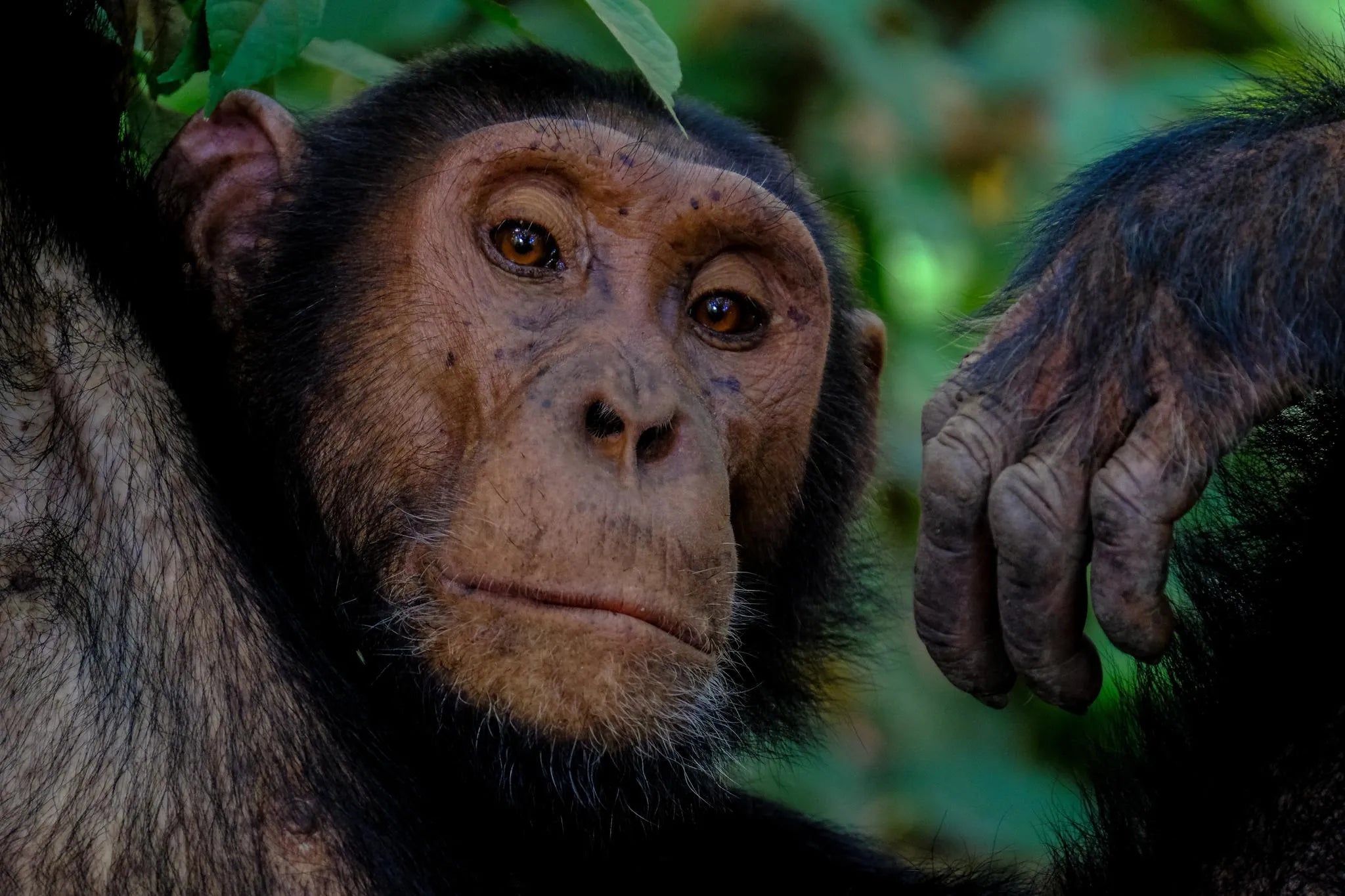See the chimpanzees in Nyungwe National Park
