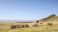 Game Drives and Guided Walks