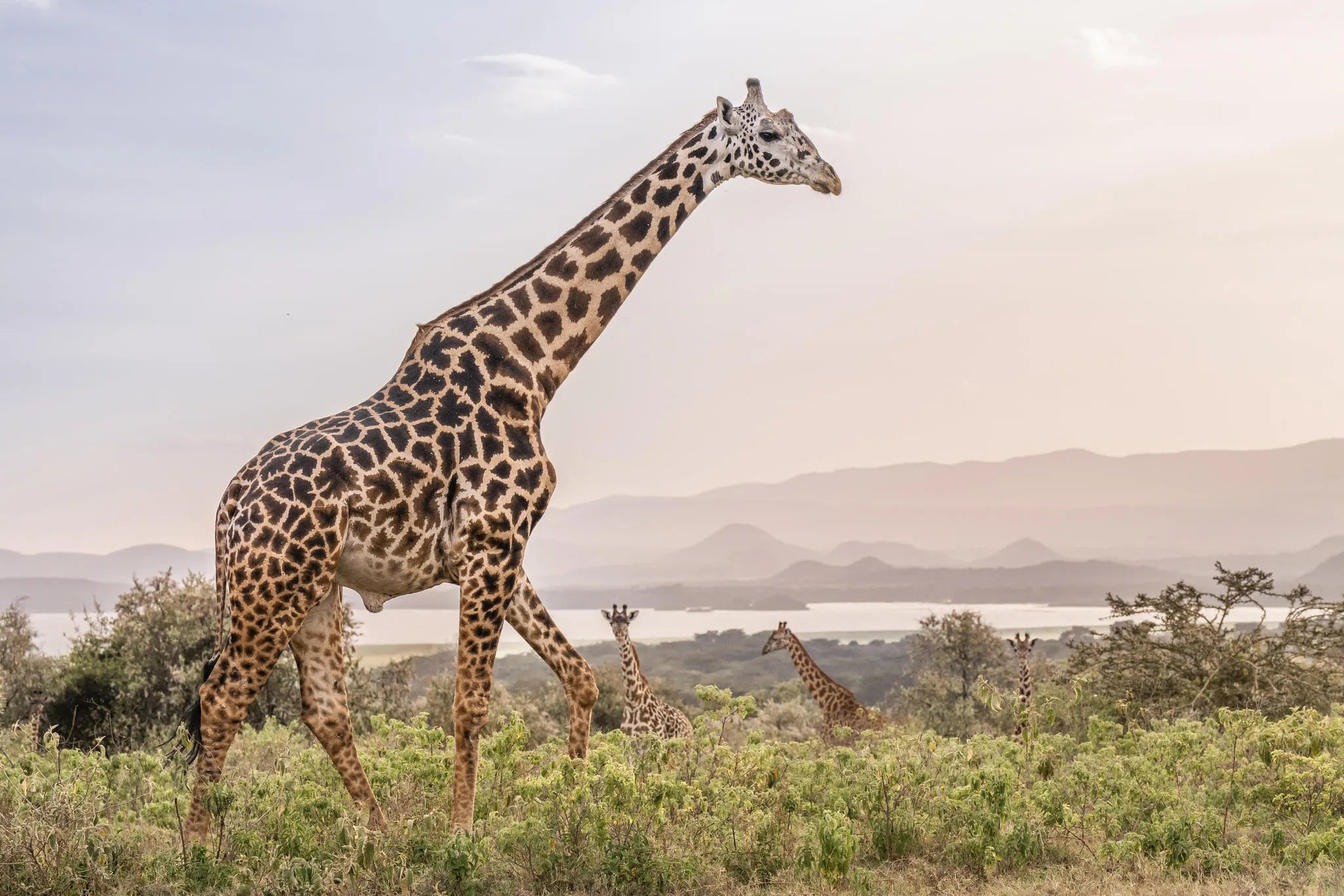 Game drives on Loldia at Loldia House, Naivasha, Kenya.