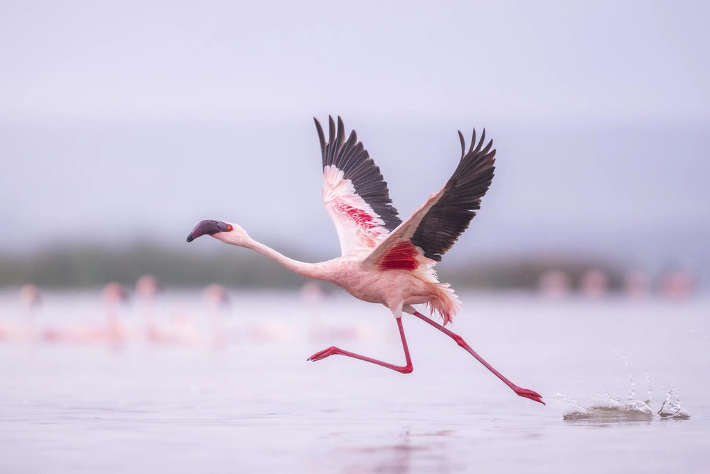 Featured image.