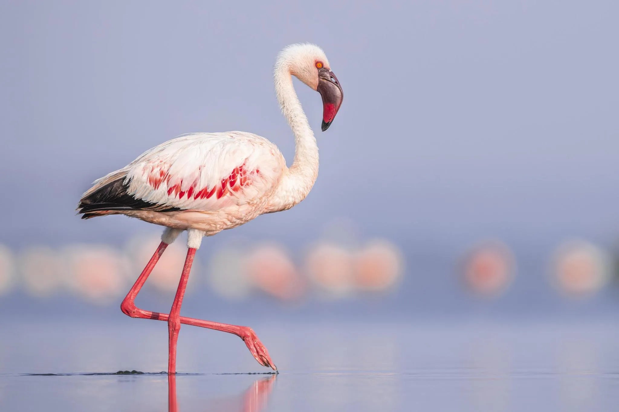 Lake Nakuru National Park at Loldia House, Naivasha, Kenya.
