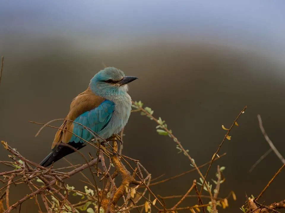 Birdwatching