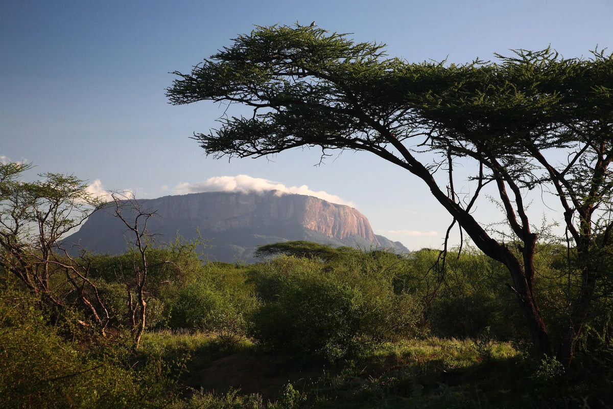 Saruni Samburu at Saruni Samburu, Kalama Conservancy, Kenya.