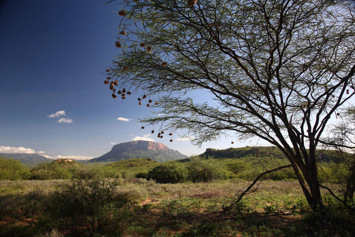 Saruni Samburu at Saruni Samburu, Kalama Conservancy, Kenya.