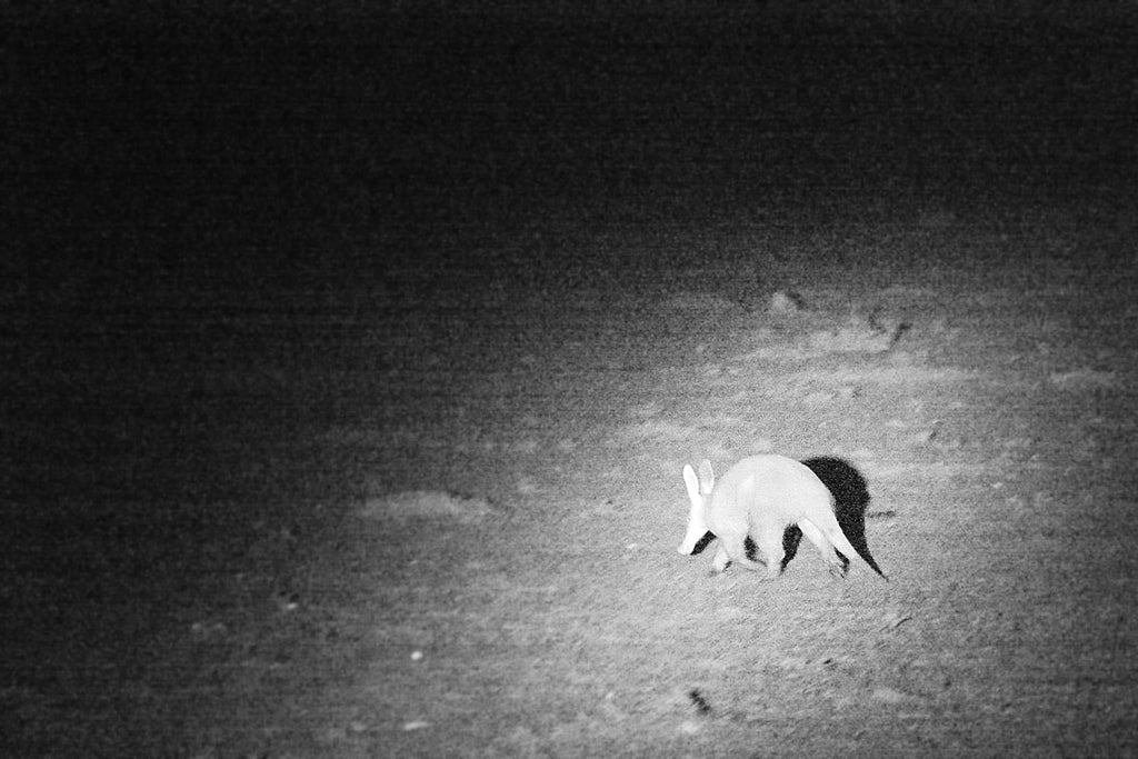 Night Game Drives