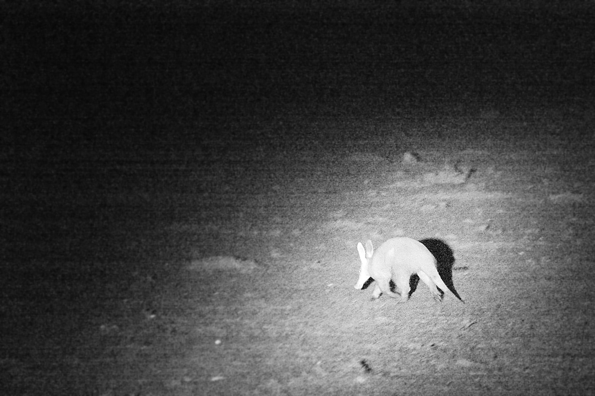 Night Game Drives