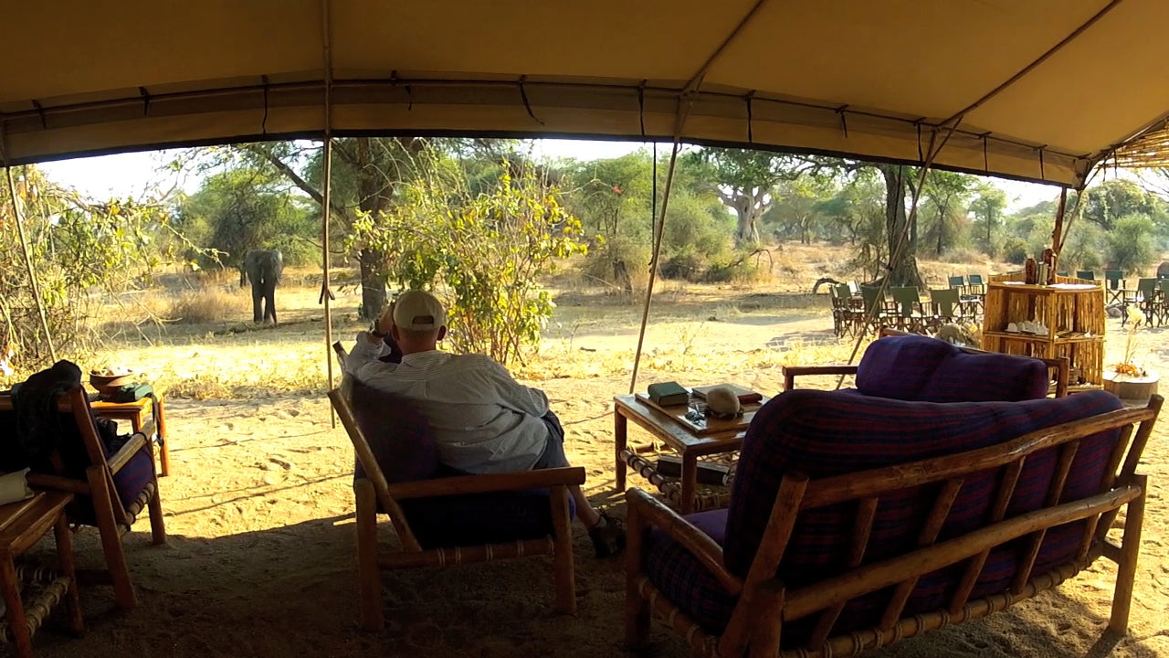 Animals in Camp