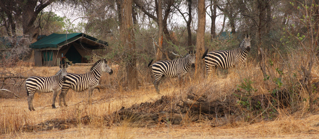 Animals in Camp