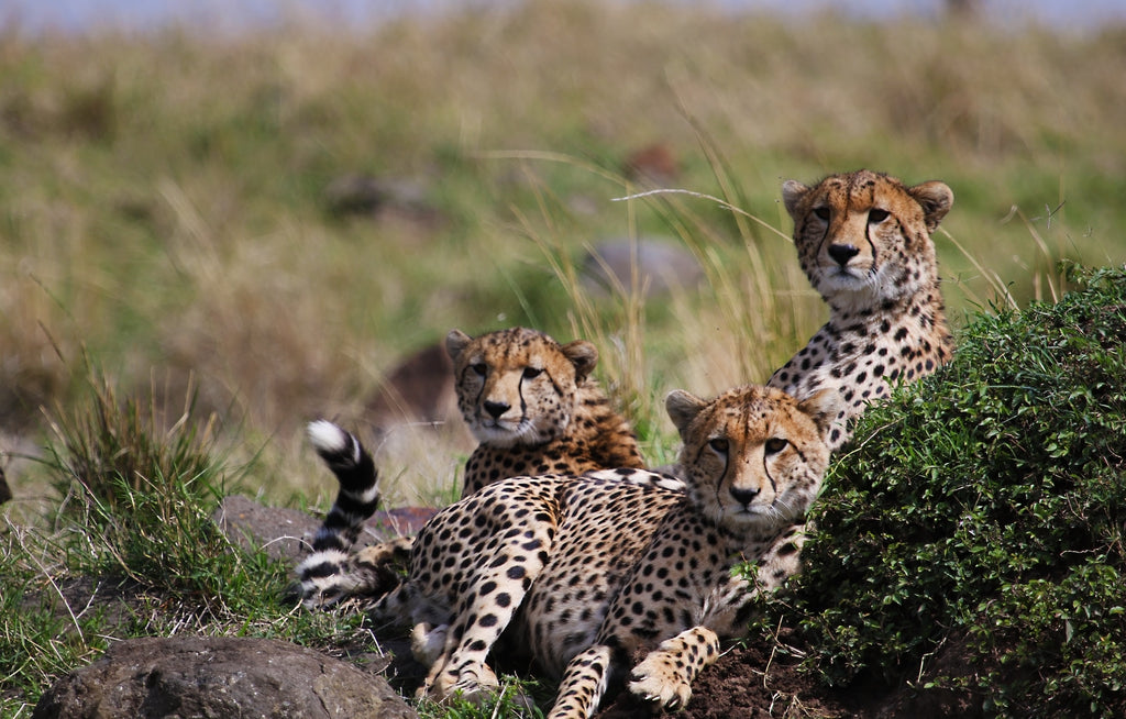 Cheetah family