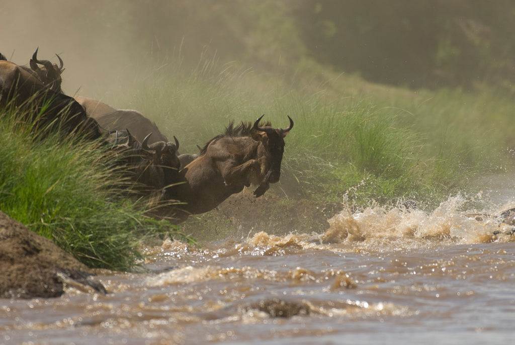 Offbeat Mara - Kenya's famous migration